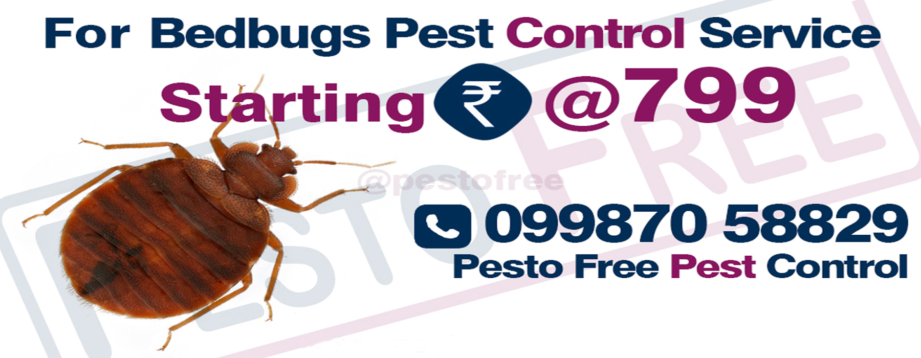 Bedbugs Pest Control in Mumbai